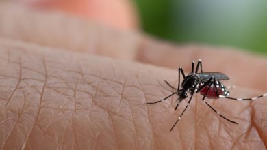 Photo of विश्व मलेरिया दिवस आज- व्हाट्सएप , सोशल मीडिया और फेसबुक से लोगों को मलेरिया से बचाव को किया जाएगा जागरूक