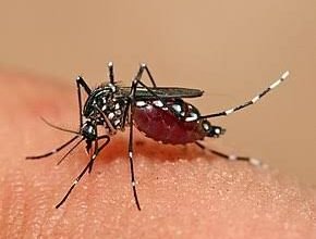 Photo of डेंगू और चिकनगुनिया से बचाव को लेकर रहें सतर्क