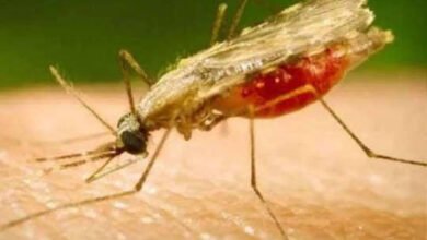 Photo of कालाजार से बचाव को लेकर जल्द शुरू होगा सिंथेटिक पायराथायराइड का छिड़काव